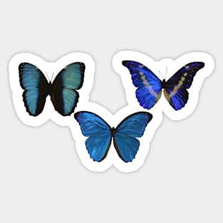 Blue Morphos Sticker